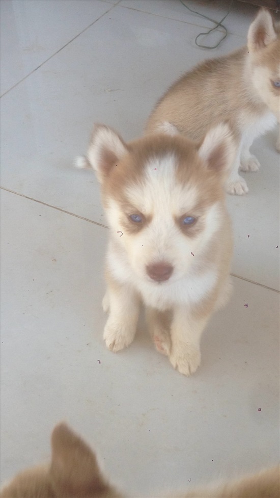 תמונה 4 ,כלבים האסקי סיביר   פונצ למכירה בקרית מלאכי