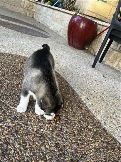 תמונה 2 ,כלבים האסקי סיביר   אייס למכירה בחיפה