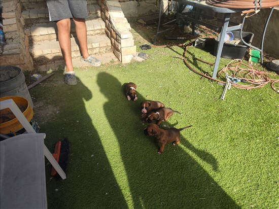 תמונה 2 ,כלבים בוקסר   בוקסר למכירה במיתר