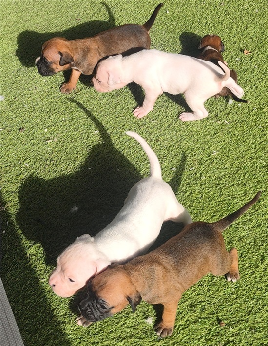 תמונה 5 ,כלבים בוקסר   בוקסר למכירה במיתר