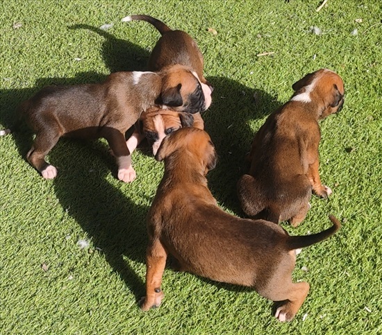 תמונה 4 ,כלבים בוקסר   בוקסר למכירה במיתר