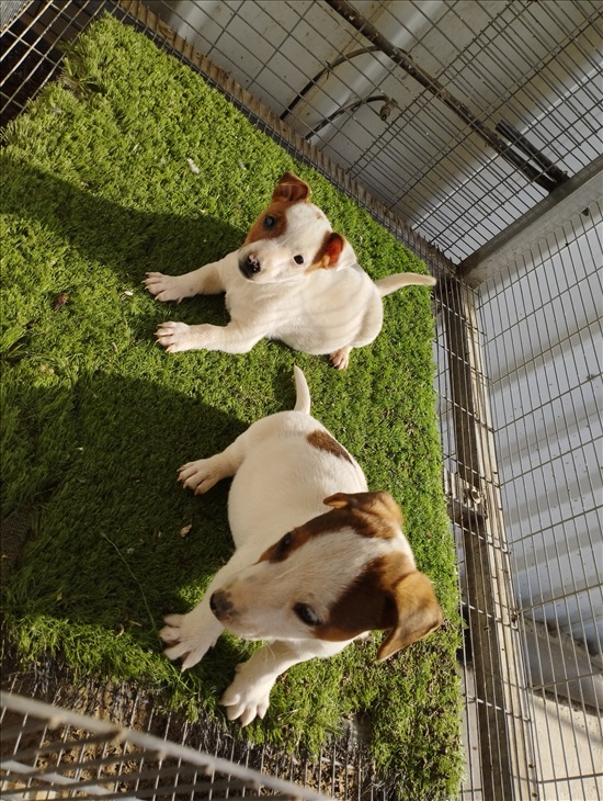 תמונה 1 ,כלבים גק ראסל טרייר   ג'ק ראסל למכירה במושב תיפרח