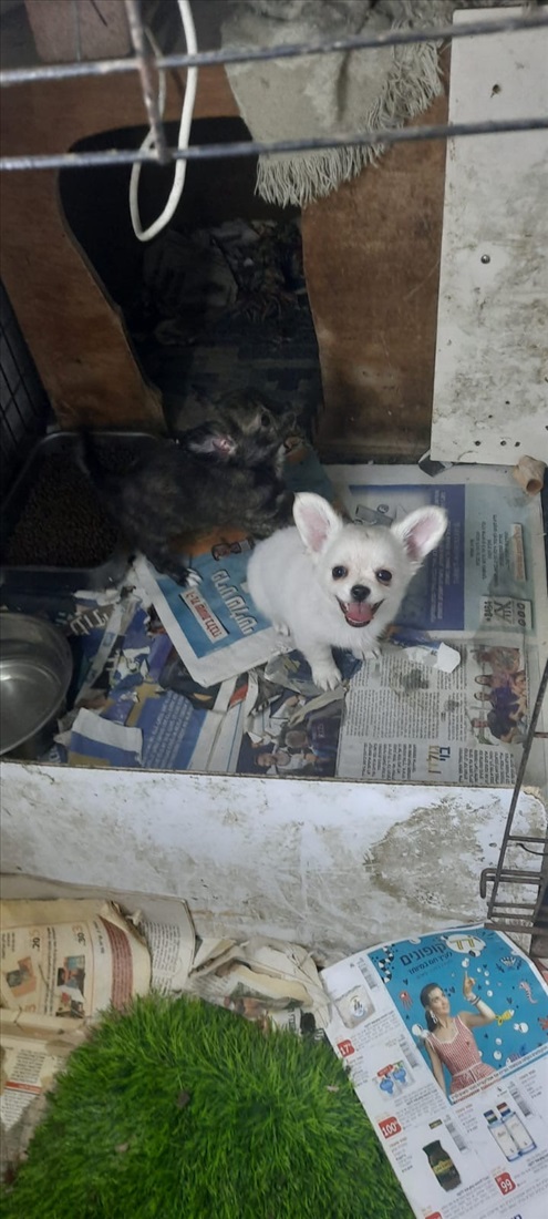 תמונה 2 ,כלבים צ`יוואווה   גורי ציוואווה למכירה בקרית מלאכי