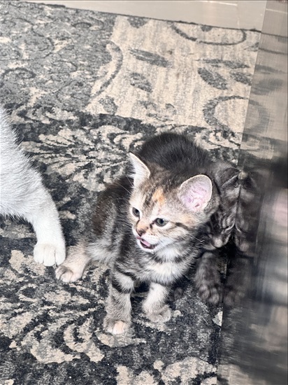 תמונה 2 ,חתולים מעורב   עוד לא נבחר שמות למכירה בדאלית אל-כרמל