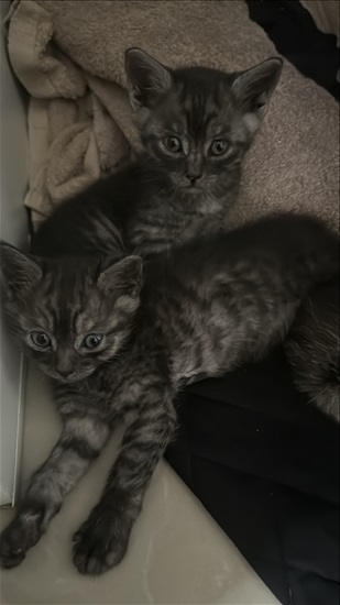 תמונה 3 ,חתולים מעורב   עוד לא נבחר שמות למכירה בדאלית אל-כרמל