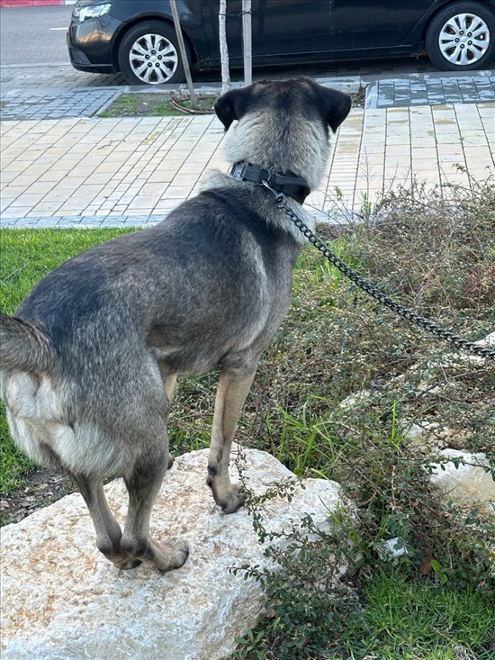תמונה 6 ,כלבים פירינאי   ריאו למסירה בקציר-חריש