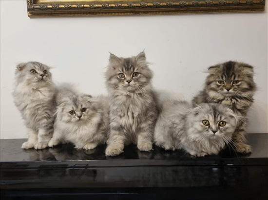 תמונה 1 ,חתולים Scotish Fold   אין למכירה בנצרת עילית