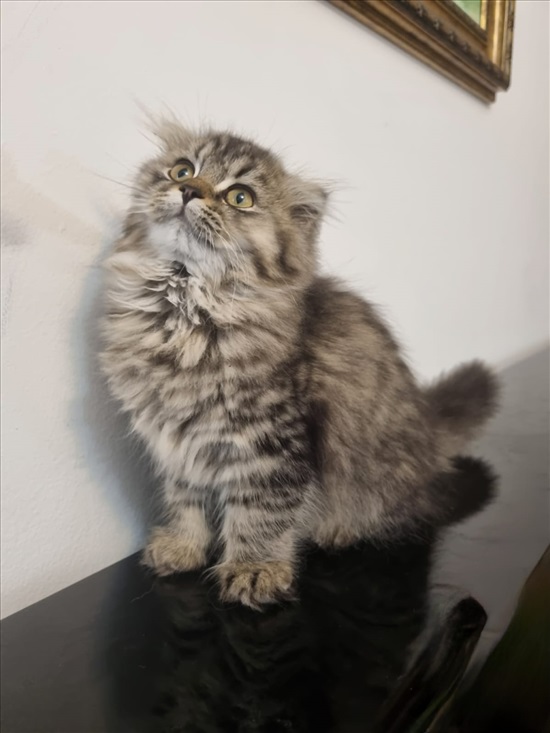 תמונה 4 ,חתולים Scotish Fold   אין למכירה בנצרת עילית