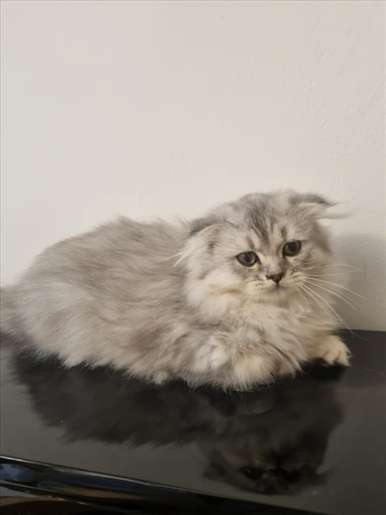 תמונה 6 ,חתולים Scotish Fold   אין למכירה בנצרת עילית