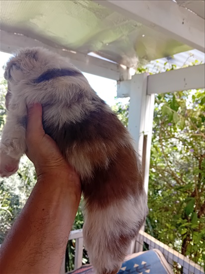 תמונה 4 ,כלבים רועה אוסטרלי   דבק למכירה בצפת