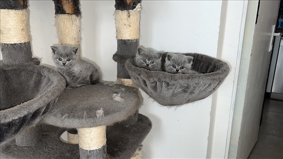תמונה 3 ,חתולים בריטי קצר שיער   בריטי למכירה בהאצליה