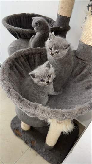 תמונה 4 ,חתולים בריטי קצר שיער   בריטי למכירה בהאצליה