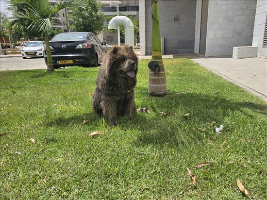 תמונה 1 ,כלבים צ`או צ`או   צאו צאו למכירה בתל אביב