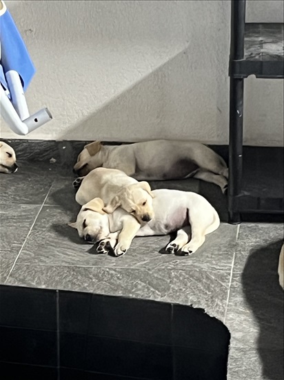 תמונה 1 ,כלבים לברדור רטריבר   לברדור למכירה באשקלון