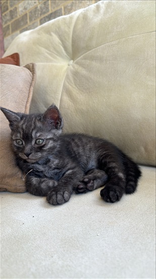 תמונה 2 ,חתולים מעורב   עוד לא נבחר שמות למכירה בדאלית אל-כרמל