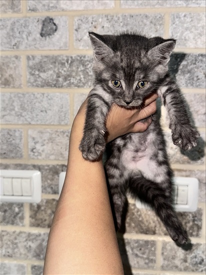 תמונה 4 ,חתולים מעורב   עוד לא נבחר שמות למכירה בדאלית אל-כרמל