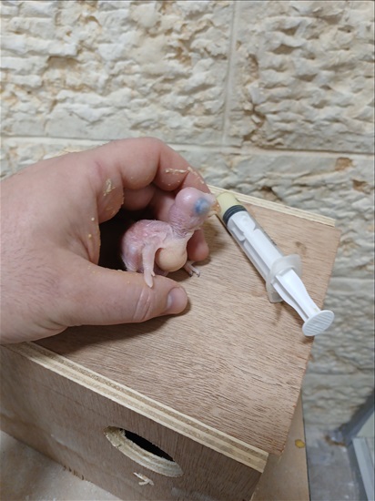 תמונה 3 ,תוכים ובעלי כנף אלכסנדרין   אלכסנדרין למכירה בבית שמש