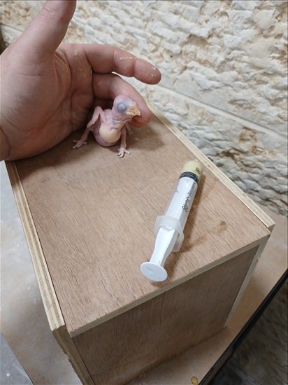 תמונה 2 ,תוכים ובעלי כנף אלכסנדרין   אלכסנדרין למכירה בבית שמש