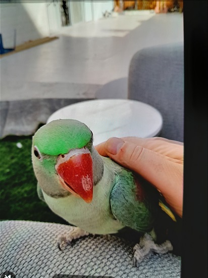 תמונה 4 ,תוכים ובעלי כנף אלכסנדרין   אלכסנדרין למכירה בבית שמש