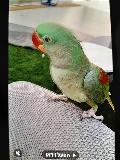 תמונה 5 ,תוכים ובעלי כנף אלכסנדרין   אלכסנדרין למכירה בבית שמש
