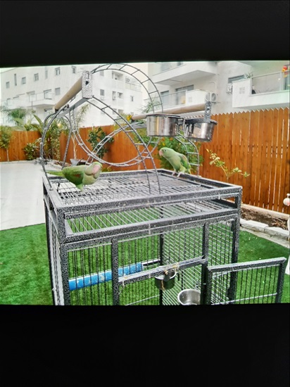 תמונה 6 ,תוכים ובעלי כנף אלכסנדרין   אלכסנדרין למכירה בבית שמש