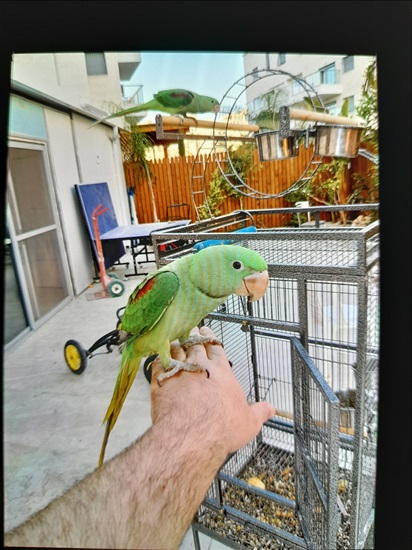 תמונה 7 ,תוכים ובעלי כנף אלכסנדרין   אלכסנדרין למכירה בבית שמש