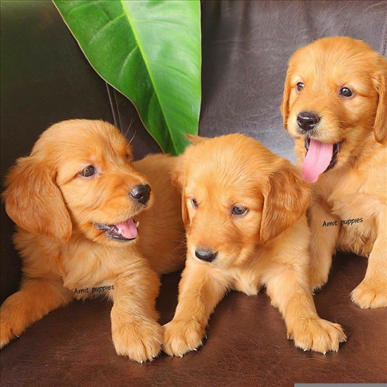 תמונה 2 ,כלבים גולדן רטריבר   גולדן רטריבר למכירה בנהריה