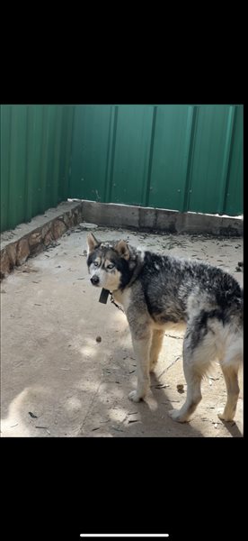 כלבים האסקי סיביר  