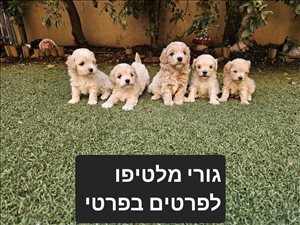 כלבים - מלטיפו <br>       