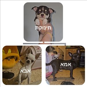 כלבים צ`יוואווה  