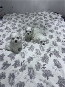 שיצו 