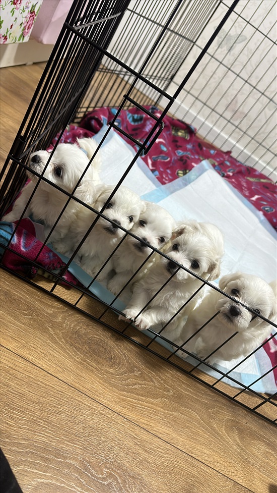 תמונה 1 ,כלבים מלטז   מלטז למכירה בכרמיאל