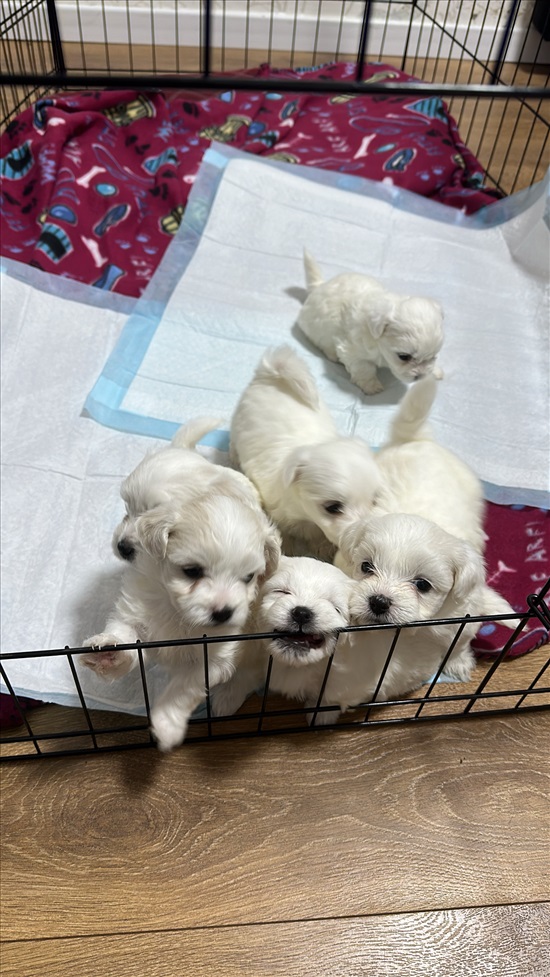 תמונה 2 ,כלבים מלטז   מלטז למכירה בכרמיאל
