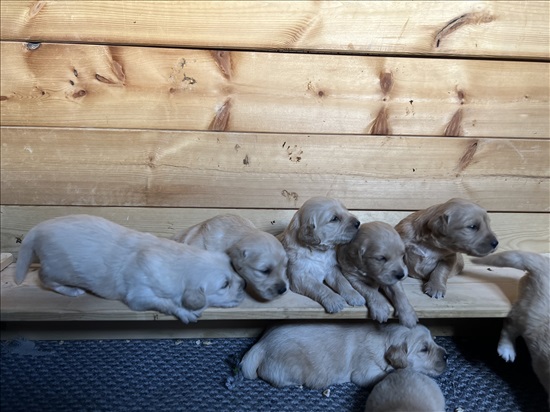 תמונה 1 ,כלבים גולדן רטריבר   גורי גולדן רטריבר  למכירה בירכא