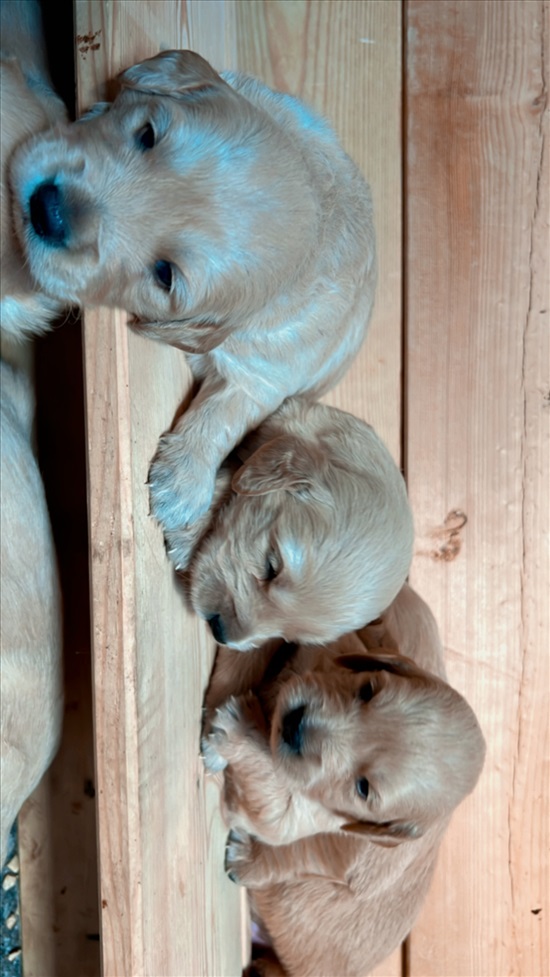 תמונה 2 ,כלבים גולדן רטריבר   גורי גולדן רטריבר  למכירה בירכא