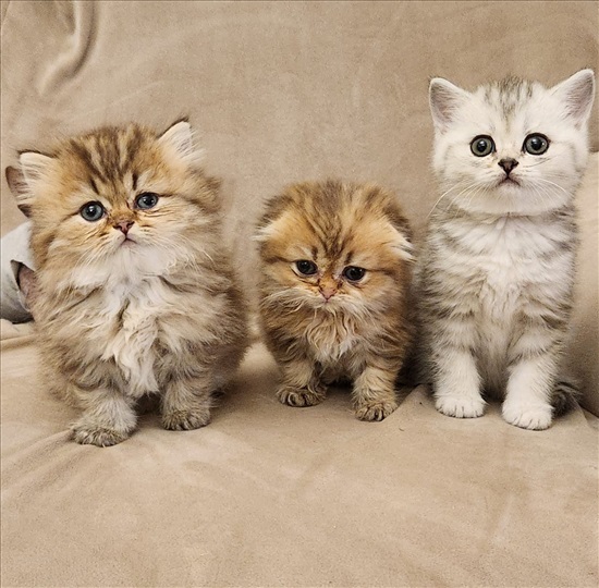 תמונה 1 ,חתולים בריטי קצר שיער   סקוטי + בריטי למכירה בבקעת הירדן