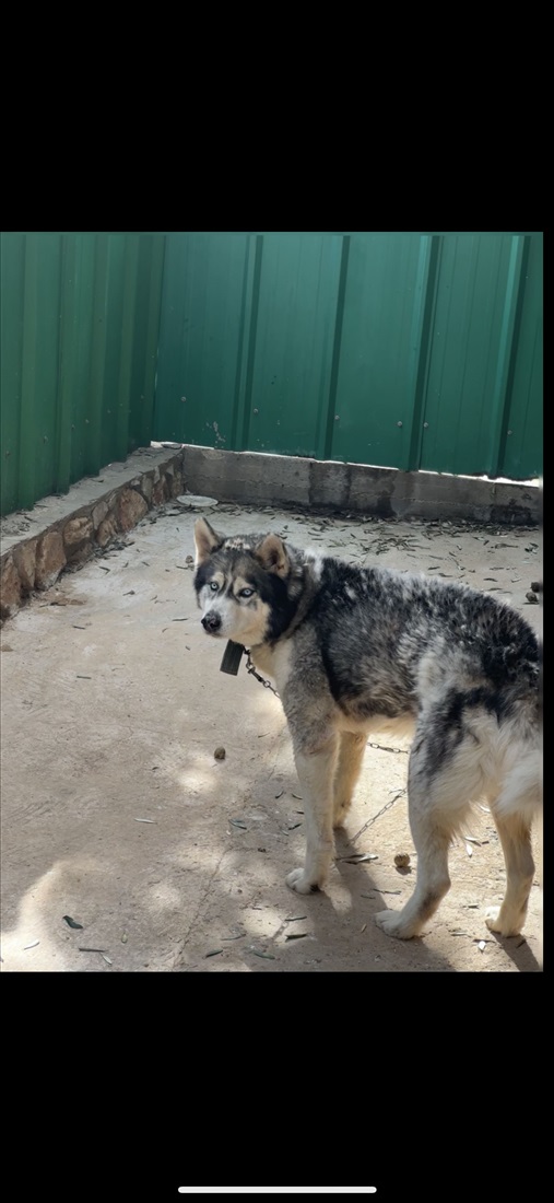 תמונה 1 ,כלבים האסקי סיביר   סטיף למכירה במגאר