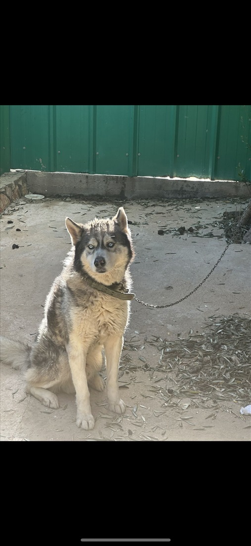 תמונה 2 ,כלבים האסקי סיביר   סטיף למכירה במגאר