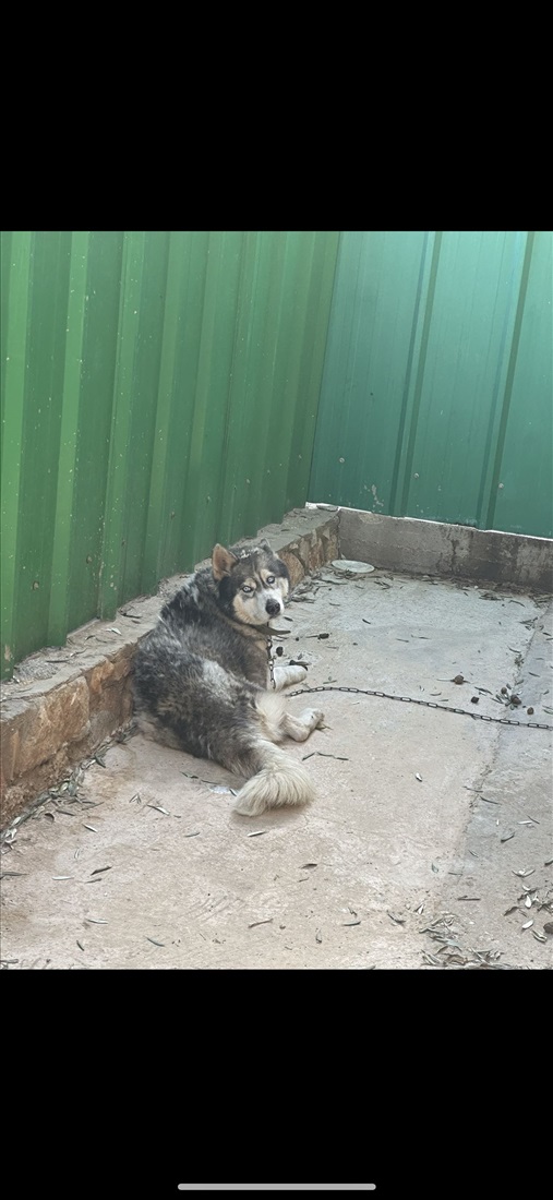 תמונה 3 ,כלבים האסקי סיביר   סטיף למכירה במגאר