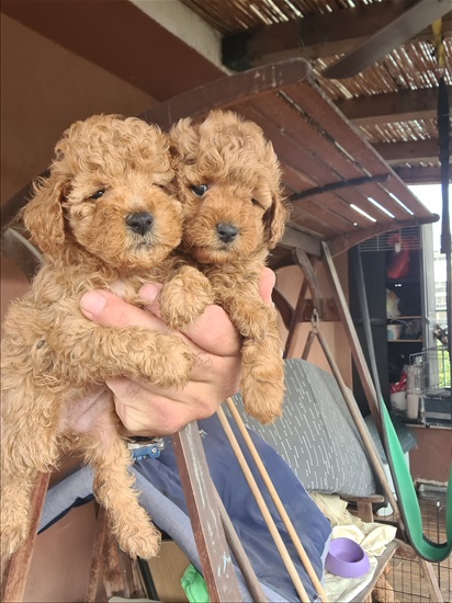תמונה 1 ,כלבים פודל   פודל טוי למכירה בפתח תקווה 