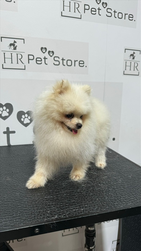 תמונה 2 ,כלבים פומרניאן   לבן  למכירה בירכא