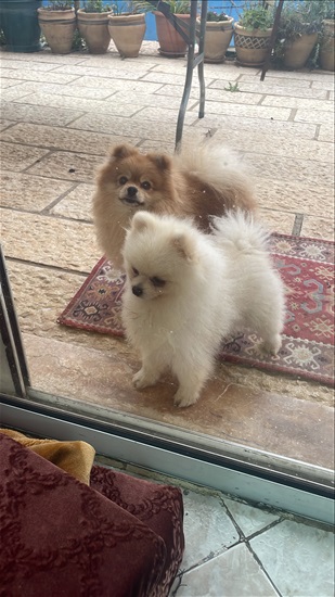תמונה 3 ,כלבים פומרניאן   לבן  למכירה בירכא