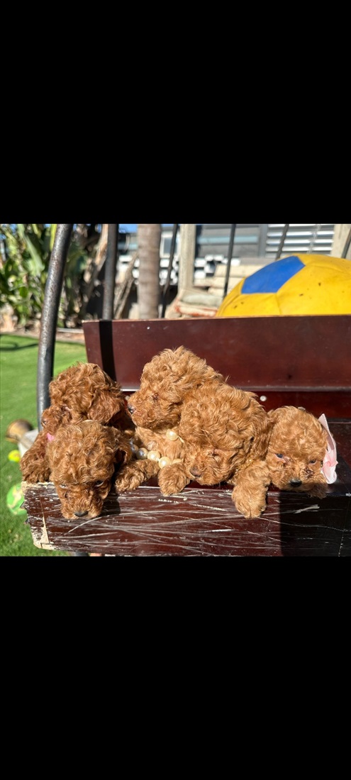 תמונה 4 ,כלבים פודל   פודל טוי למכירה במגן שאול