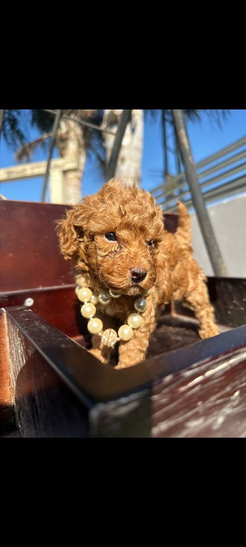 תמונה 6 ,כלבים פודל   פודל טוי למכירה במגן שאול