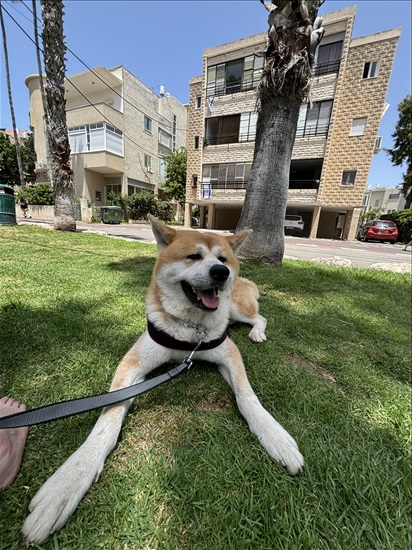 תמונה 3 ,כלבים אקיטה יפני   יוקי לשידוך בירכא