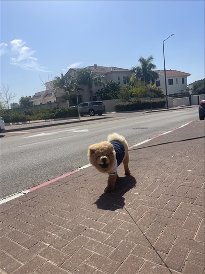 תמונה 2 ,כלבים צ`או צ`או   בוס לשידוך בחולון