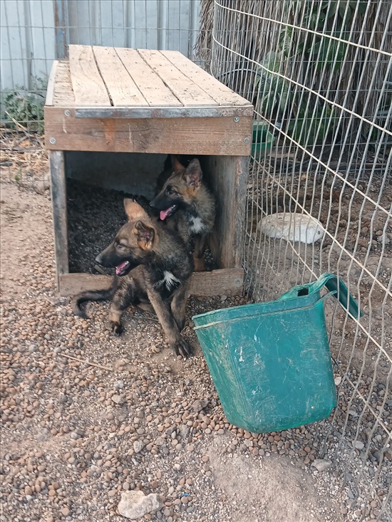 תמונה 1 ,כלבים רועה גרמני   רועה גרמני קו דם עבודה למכירה בכפר טרומן