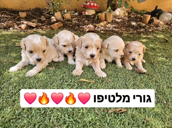 תמונה 1 ,כלבים מלטיפו
   מלטיפו  למכירה בשפרעם 