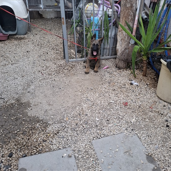 תמונה 1 ,כלבים רועה גרמני   טריק למכירה באשקלון
