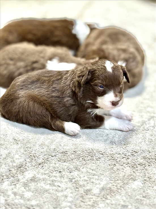 תמונה 8 ,כלבים בורדר קולי   בורדר קולי למכירה בפוריה עילית